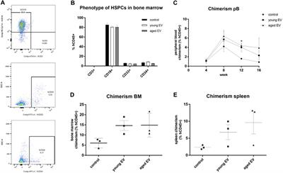 Mesenchymal Stromal Cell-Derived Extracellular Vesicles Modulate Hematopoietic Stem and Progenitor Cell Viability and the Expression of Cell Cycle Regulators in an Age-dependent Manner